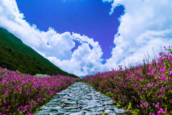 Valley of Flowers Trek 2026– A Colorful Himalayan Paradise
