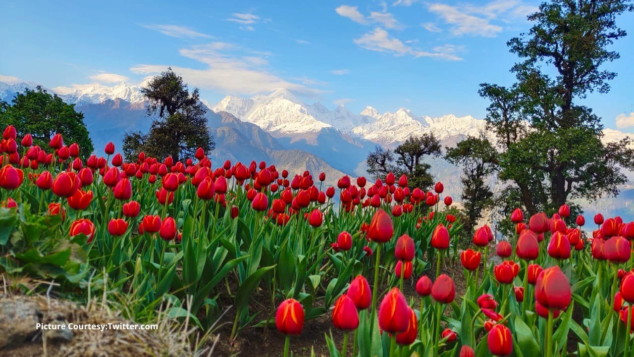 Tulip Garden Munsiyari Eco Park Uttarakhand